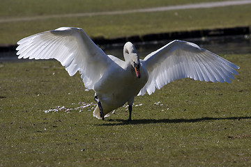 Image showing Angry swan