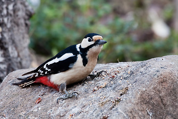 Image showing Spotted woodpecker