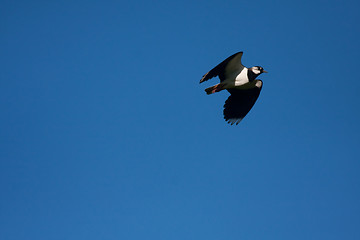 Image showing flying lapwing