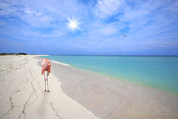 Image showing Flamingo at the beach