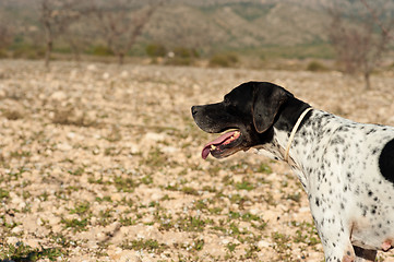 Image showing Pointer hunting dog