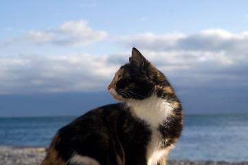 Image showing Cat against blue sky and sea