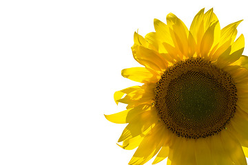 Image showing Sunflower isolated on white background