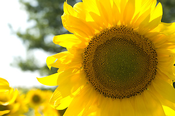 Image showing Sunflower