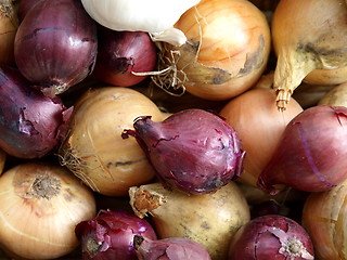 Image showing Onions