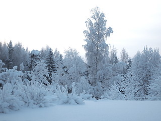 Image showing Winter