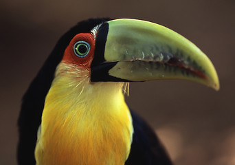 Image showing Toucan in Brazil