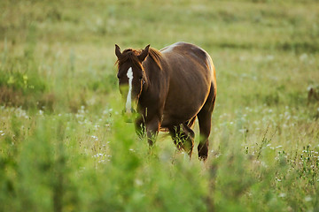 Image showing Horse 1