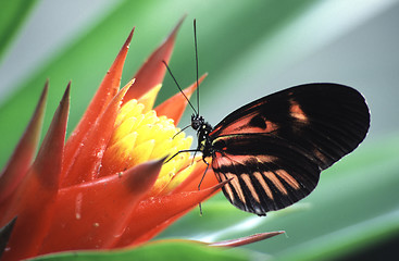 Image showing Butterfly on a flower