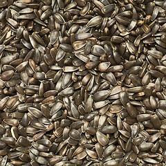 Image showing Sunflower-seed background