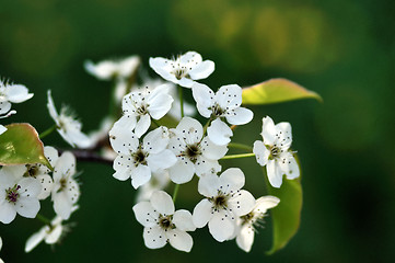 Image showing Cherry Blossom