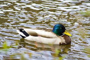 Image showing duck