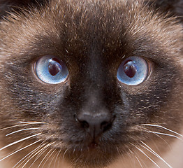Image showing Muzzle of the Siamese cat