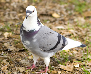 Image showing pigeon