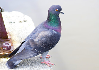 Image showing pigeon