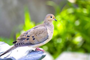 Image showing turtle-dove