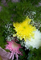 Image showing Chrysanthemum and aster