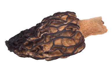 Image showing Mushroom morel