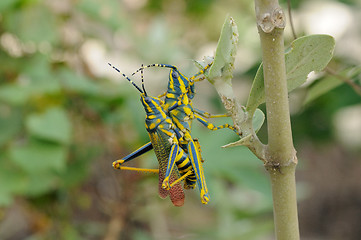 Image showing Painted Grasshopper