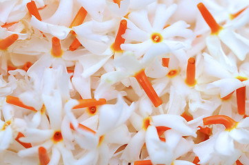 Image showing Jasmine