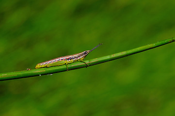 Image showing Grasshopper