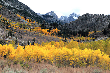 Image showing Autumn Foliage