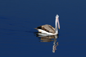 Image showing spot billed pelican