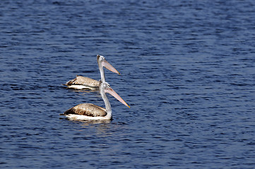 Image showing Spot Billed Pelican