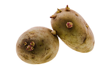 Image showing  sprouted potato