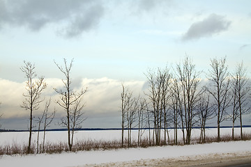 Image showing Trees in the winter