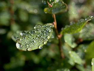 Image showing Droplets of dew on leaves of great bilberry