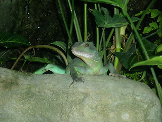 Image showing Chinese Water Dragon