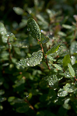 Image showing Droplets of dew on leaves 