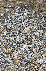 Image showing Sea animals - barnacle on a rock