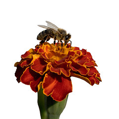 Image showing Flower of calendula and bee