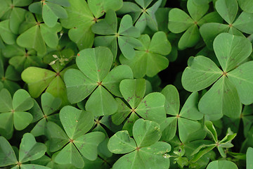 Image showing leaves background