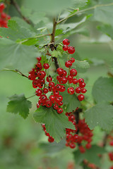 Image showing red currant