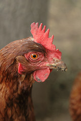 Image showing head of red chicken