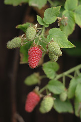 Image showing red raspberries