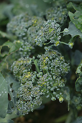 Image showing green broccoli