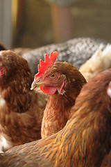 Image showing red chickens