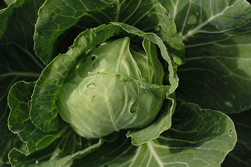 Image showing green cabbage
