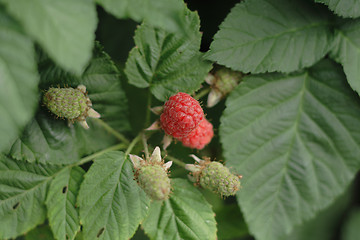 Image showing red raspberries