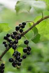 Image showing black currant