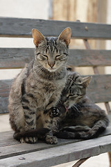 Image showing two cats