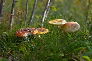 Image showing Red fly-agarics - Amanita muscaria