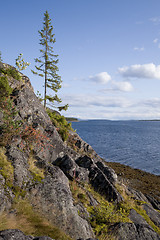 Image showing Fir on the slope mountain