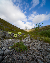 Image showing Poppy flower (Papaver radicatum Rottb)