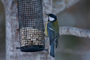 Image showing Great tit