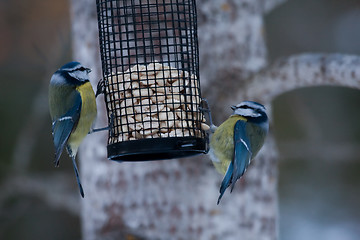 Image showing Blue tits